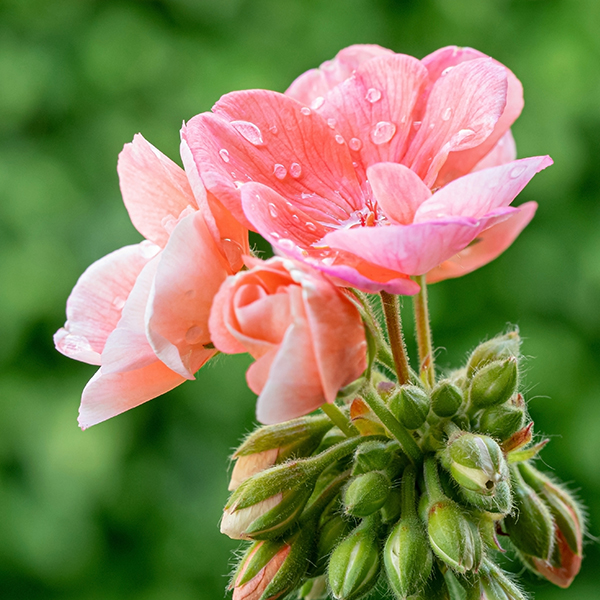 Geranium Oil